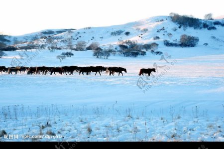 雪野牧马图摄影图JPG图片
