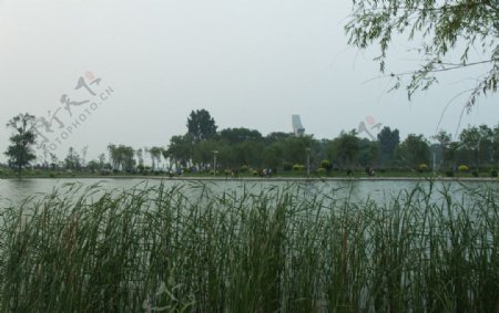 莲花湖边芦苇图片