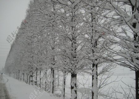 大雪中的水杉图片