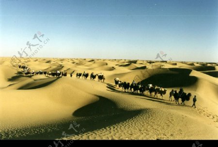 沙漠駝隊图片