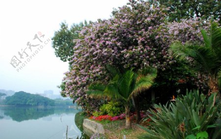 流花湖畔洋紫荆图片