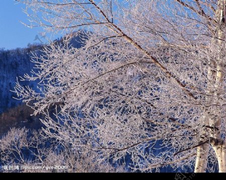 白色冬景树桂落雪的树树枝图片