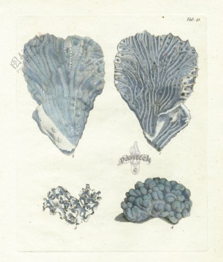 蓝色珊瑚图片