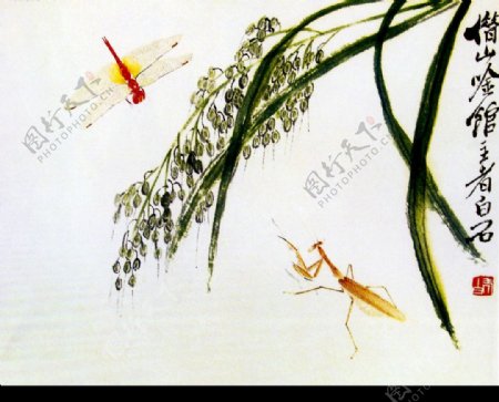 稻穗昆虫图片