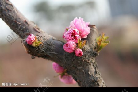 桃树逢春图片