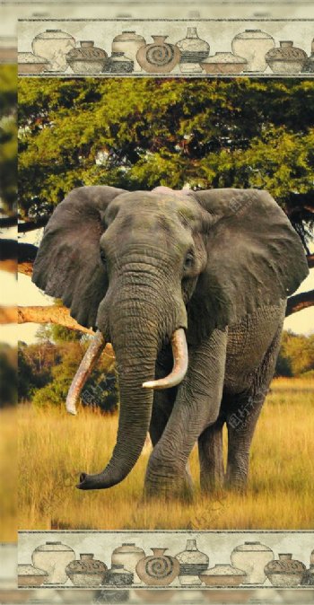 非洲大象无框画图片