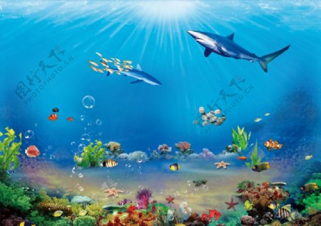 海底世界海洋世界图片