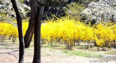 小树黄色的花图片