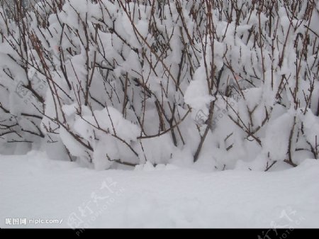 雪大雪纵中的小树图片