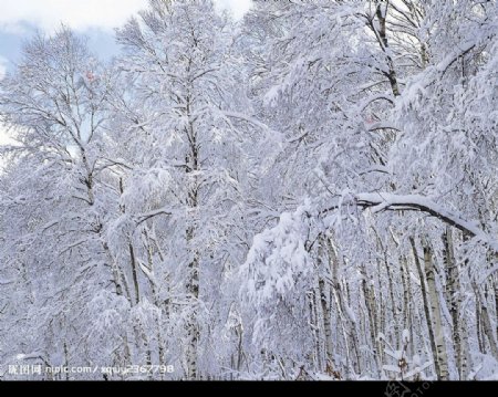 白色冬景图片