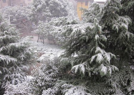 雪景松树特写图片