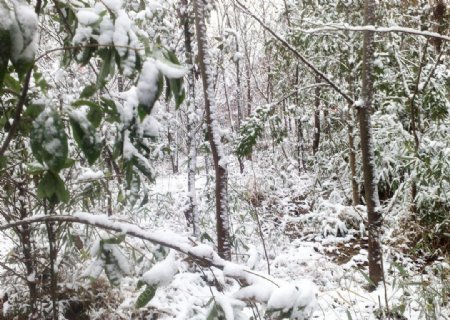 雪景大雪雪树树上的雪图片