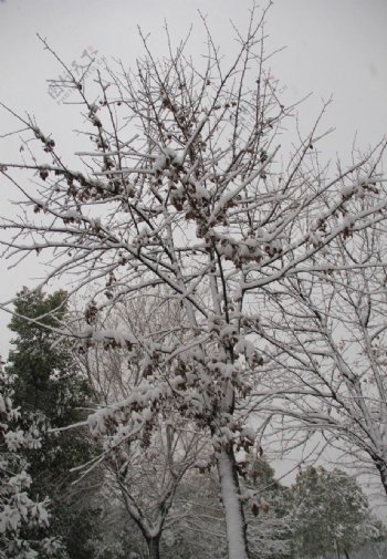白雪树干图片