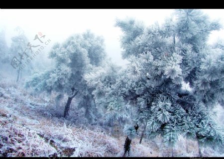 冰雪松树图片