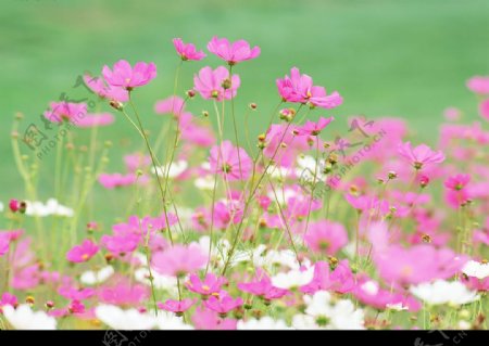 粉红花朵背景图案4图片