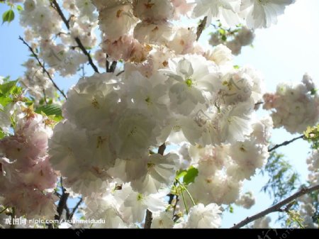 彩色樱花树图片