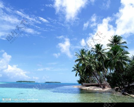 海南大海椰树图片
