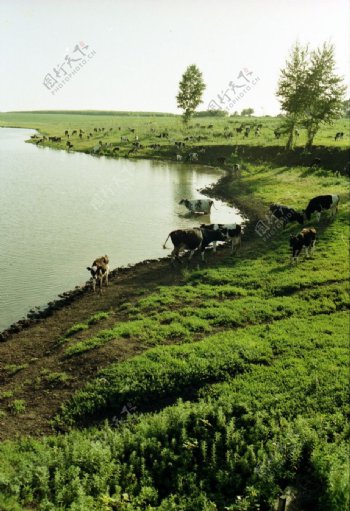 湖畔牧牛图片