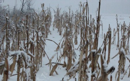 雪后的农田图片