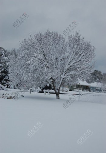 冬树美景图片