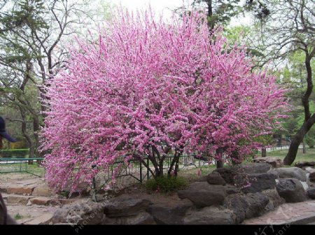 樱花满枝头图片