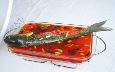 湘潭活水鱼图片