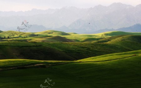 新疆天山麦浪图片