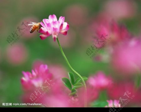 蜜蜂采红色的花图片