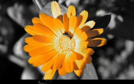 太阳菊图片