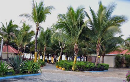 广场椰子树图片