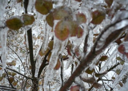 冰冻的枝叶图片
