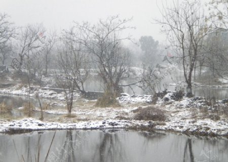 雪中树影图片