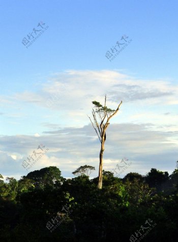 玛瑙斯热带丛林图片