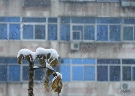北京大雪中的香椿树尖图片