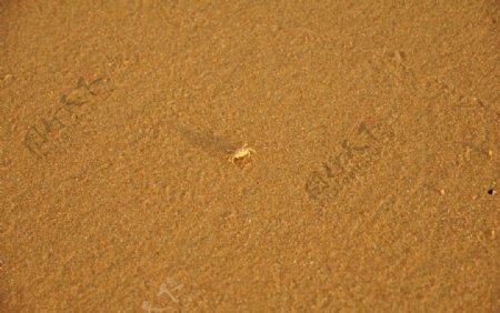 沙滩小螃蟹图片