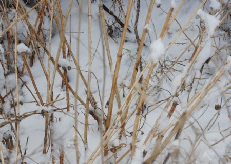 傲雪图片