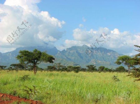 乌干达山Kadam图片