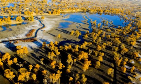 新疆沙漠与胡杨图片