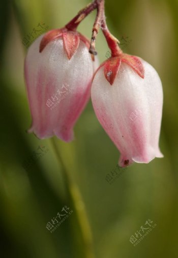 粉红花蕾图片