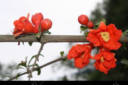 石榴花2图片