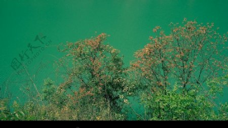湖边树丛图片