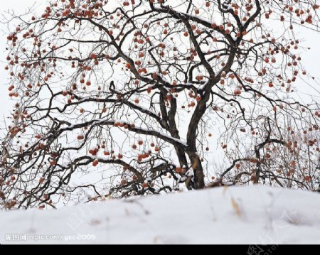 白色冬景树红果雪图片
