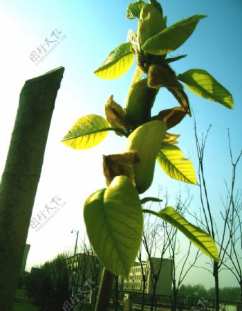 黄花树枝绿叶图片