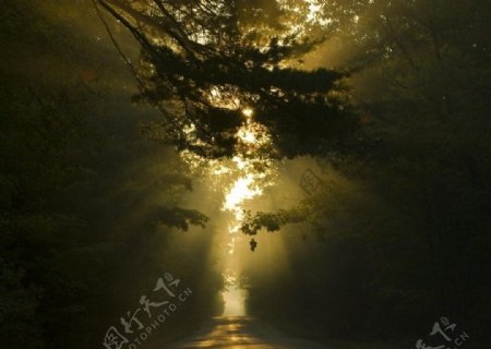 晨光树林图片