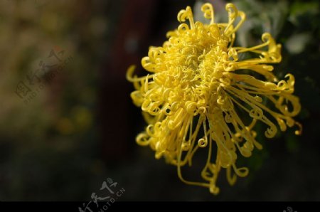 一朵菊花图片