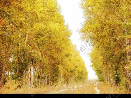 金色的杨树图片