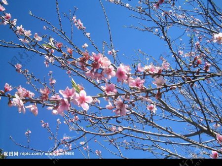 桃花图片