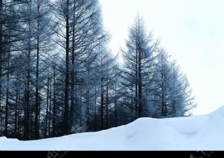 雪地森林图片