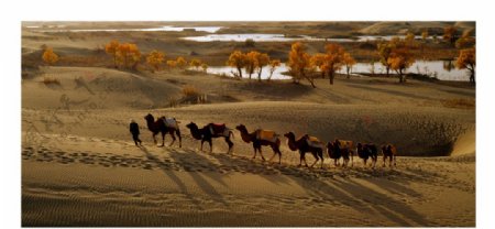 沙漠胡杨骆驼图片