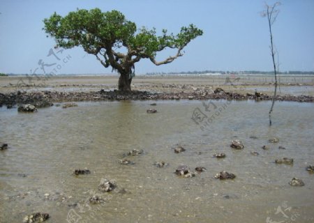 湛江海边红树林图片